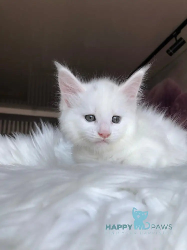 Undine Maine Coon female white live animals
