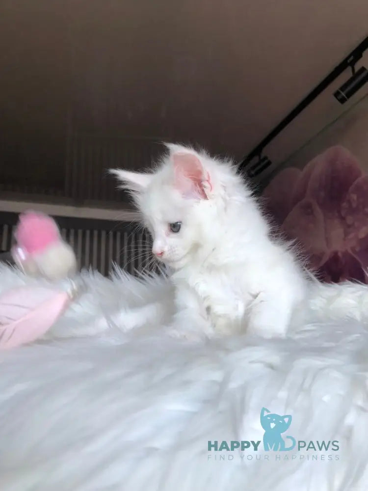 Undine Maine Coon female white live animals