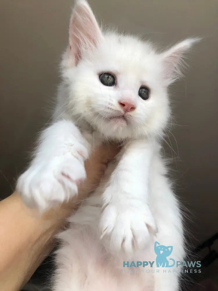 Undine Maine Coon female white live animals