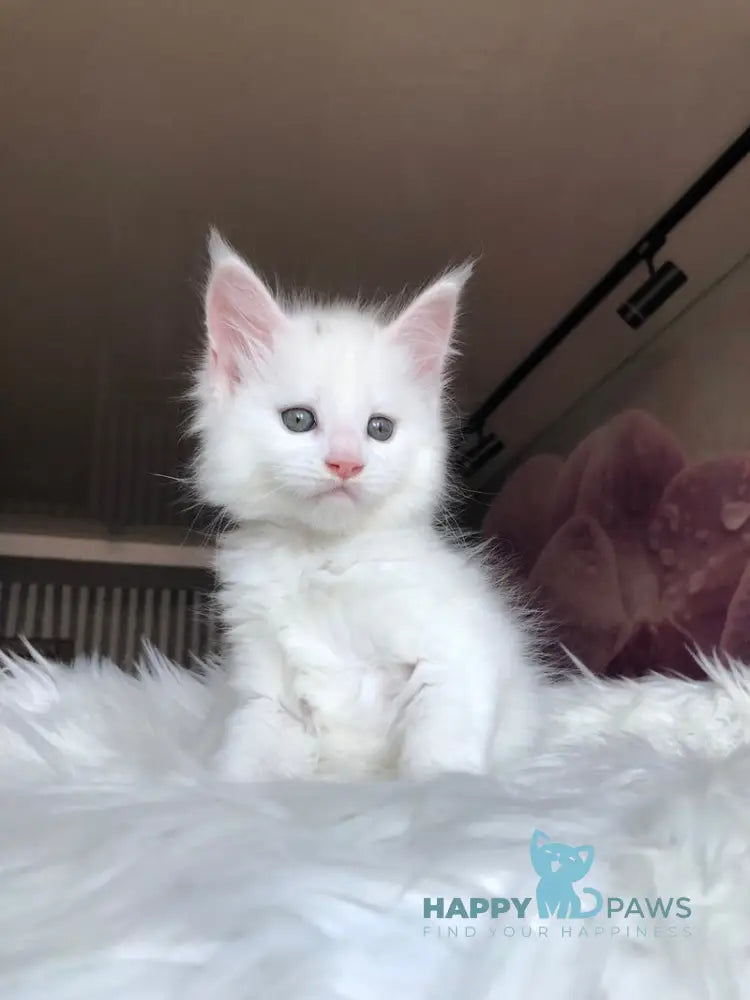 Undine Maine Coon female white live animals