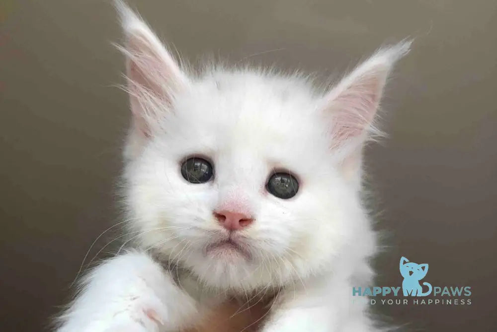 Undine Maine Coon female white live animals