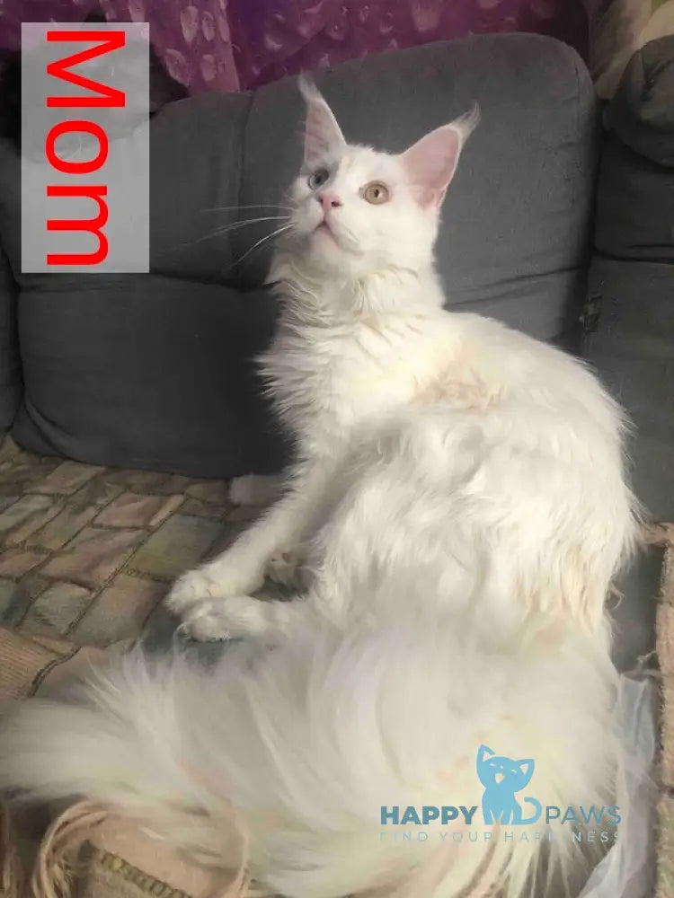 Undine Maine Coon female white live animals
