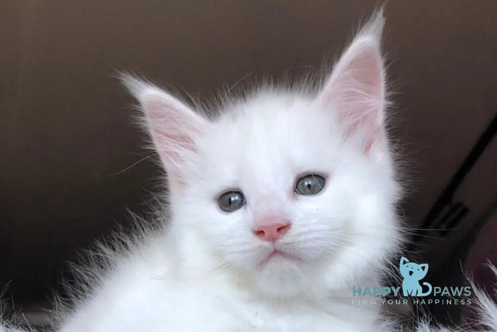 Undine Maine Coon female white live animals