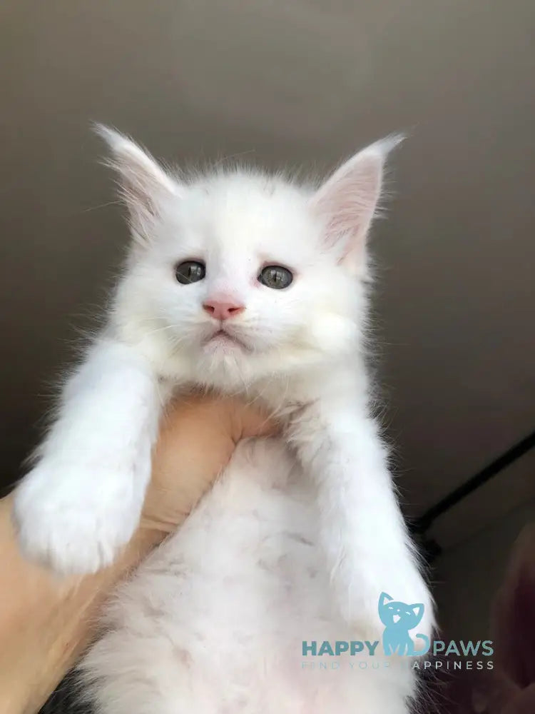 Undine Maine Coon female white live animals