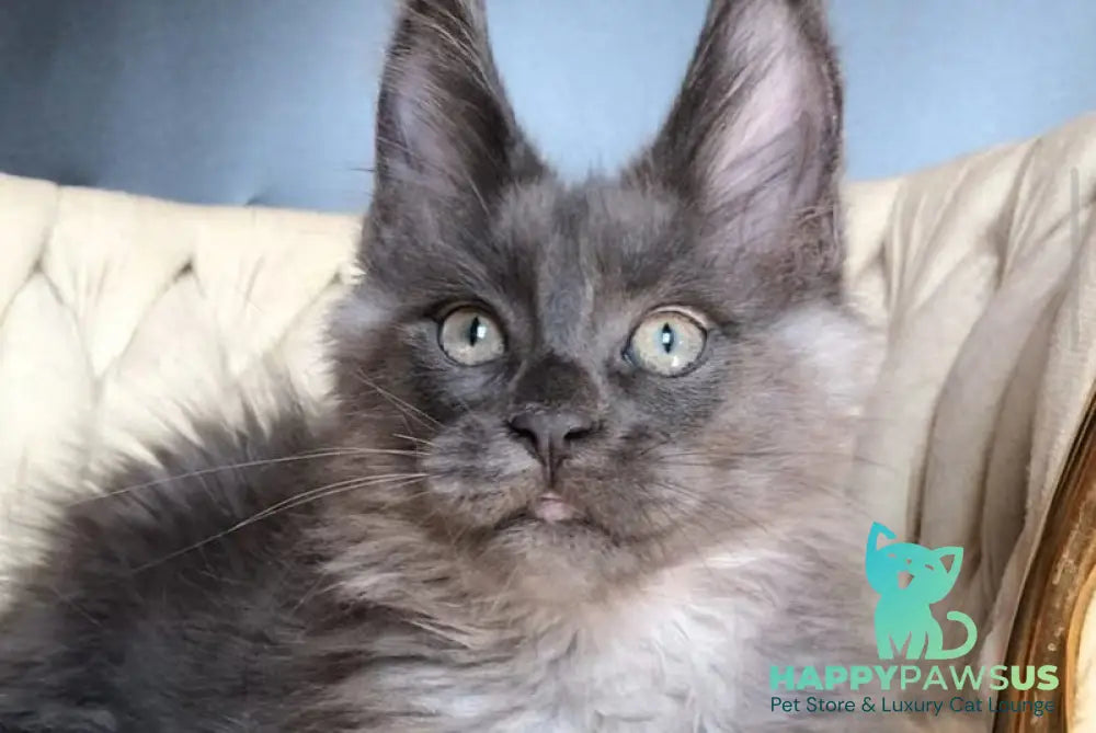 Unicum Boss Maine Coon male blue silver - live animals