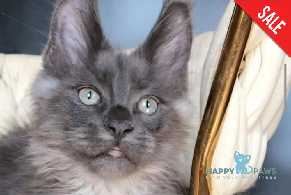 Unicum Boss Maine Coon male blue silver - live animals