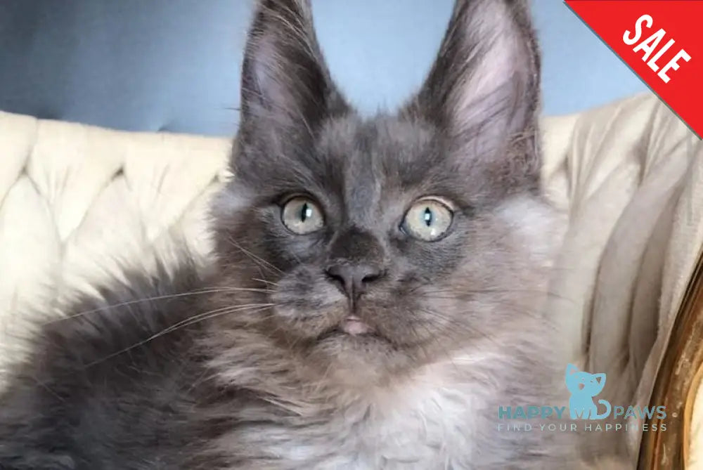 Unicum Boss Maine Coon male blue silver - live animals