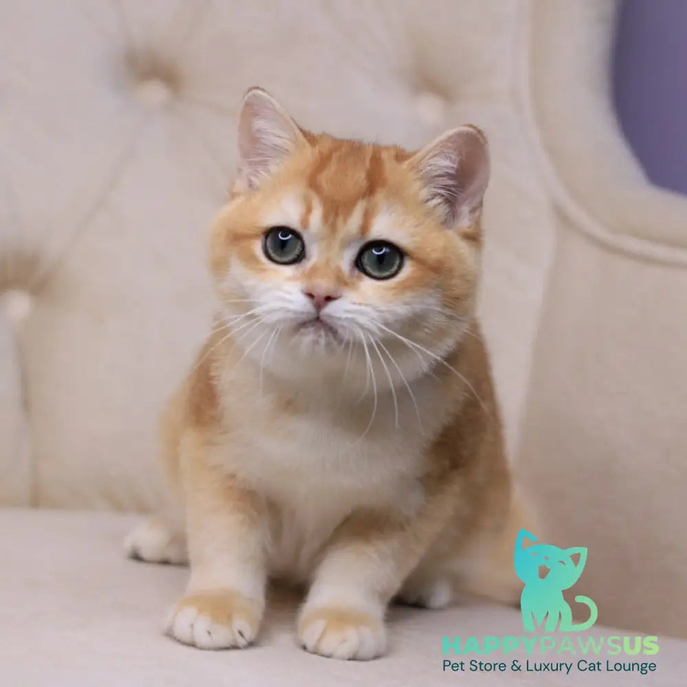 Unicum British Shorthair male black golden chinchilla - live animals