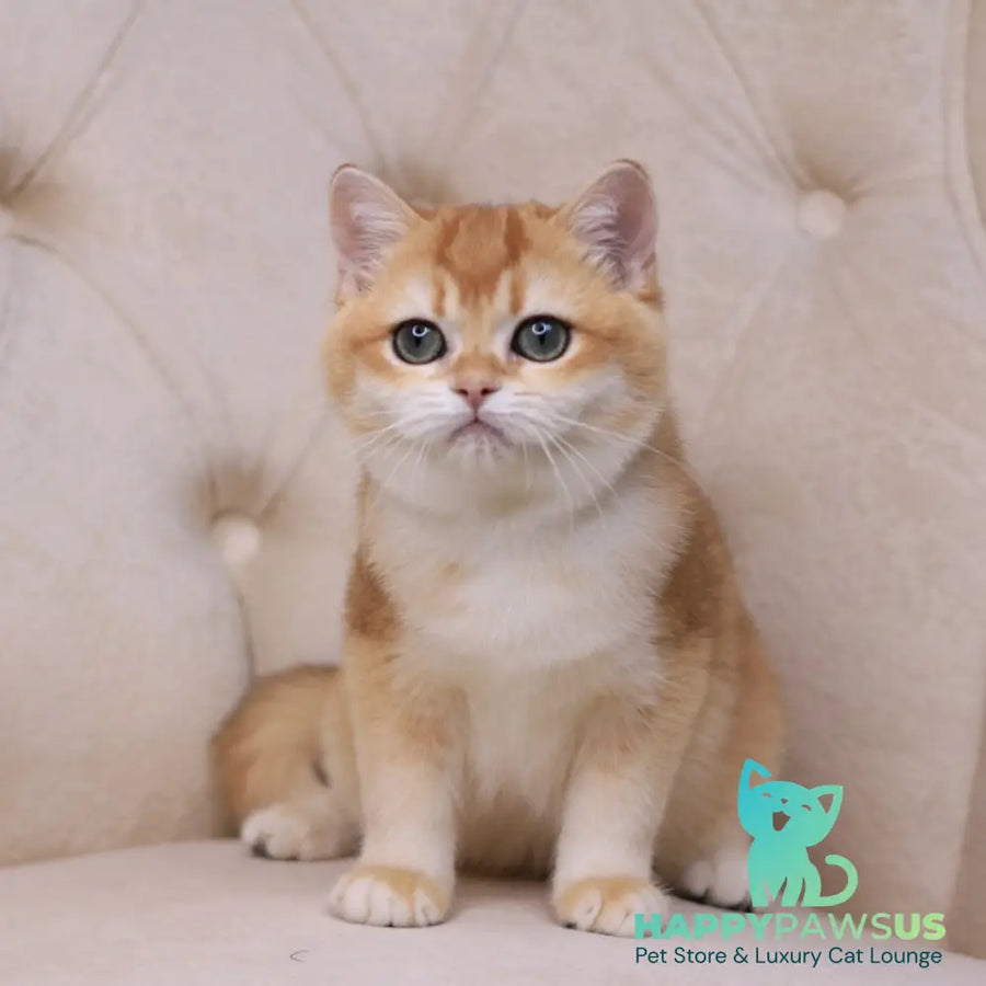 Unicum British Shorthair male black golden chinchilla - live animals