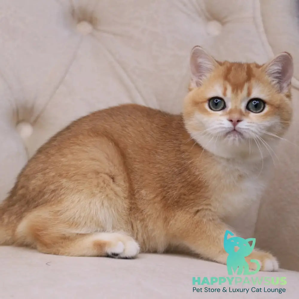 Unicum British Shorthair male black golden chinchilla - live animals