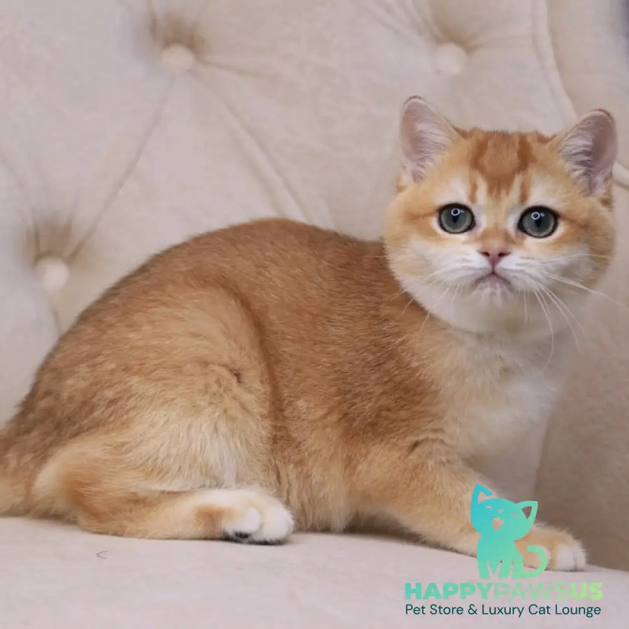 Unicum British Shorthair male black golden chinchilla - live animals