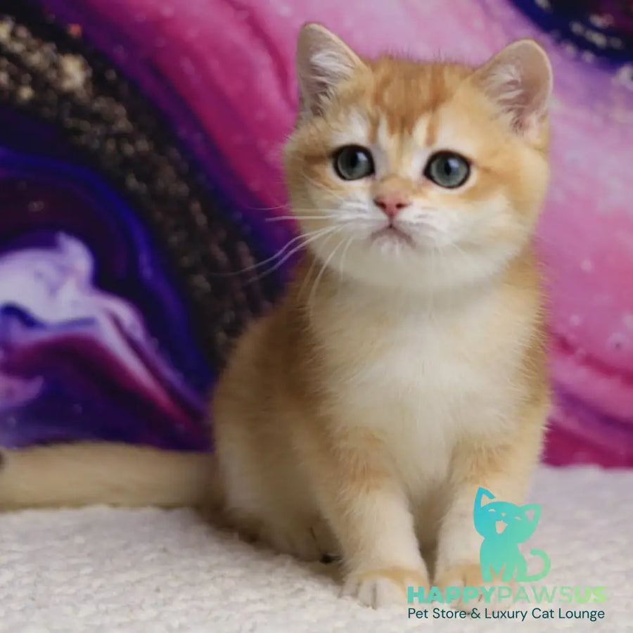Unicum British Shorthair male black golden chinchilla - live animals