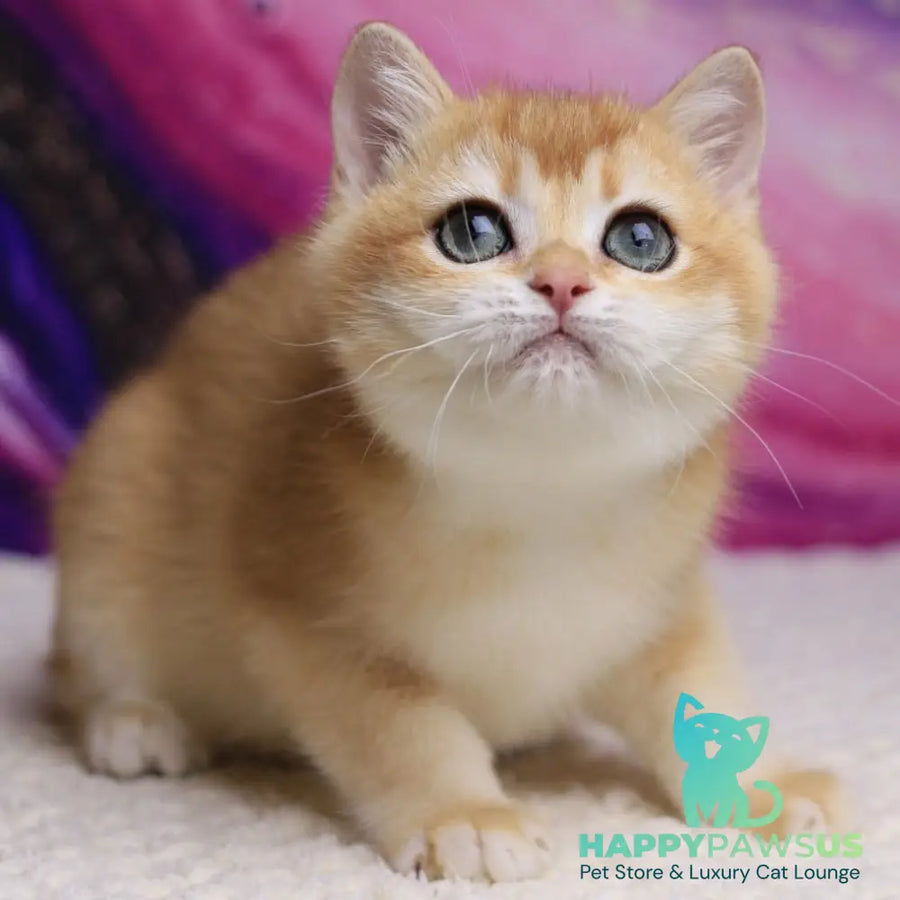 Unicum British Shorthair male black golden chinchilla - live animals