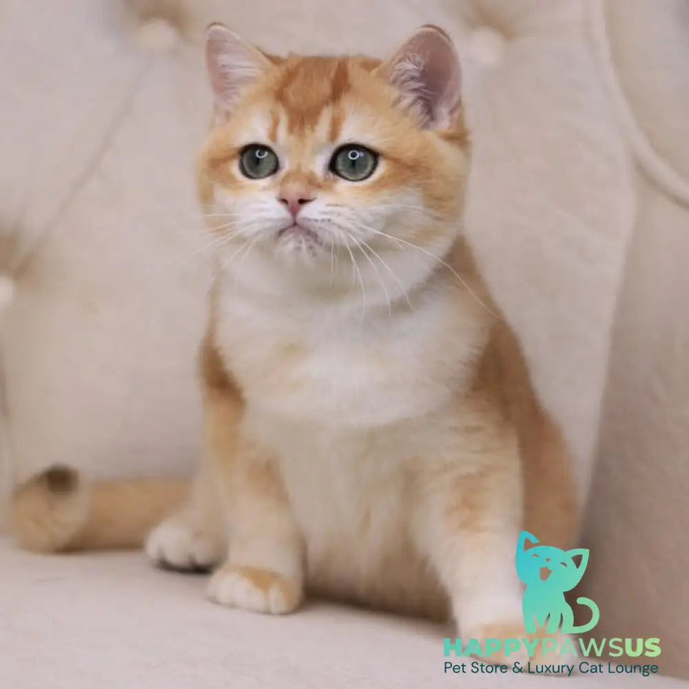 Unicum British Shorthair male black golden chinchilla - live animals