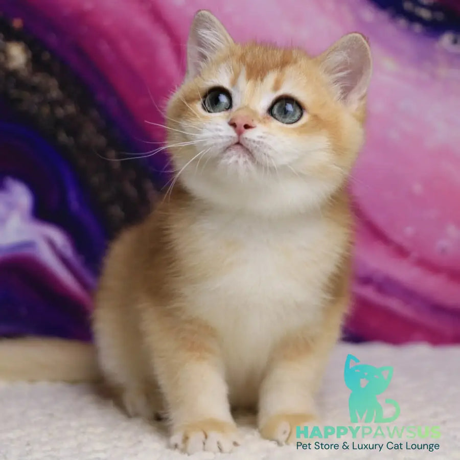 Unicum British Shorthair male black golden chinchilla - live animals