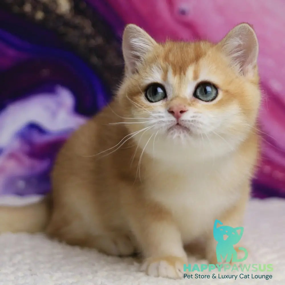 Unicum British Shorthair male black golden chinchilla - live animals