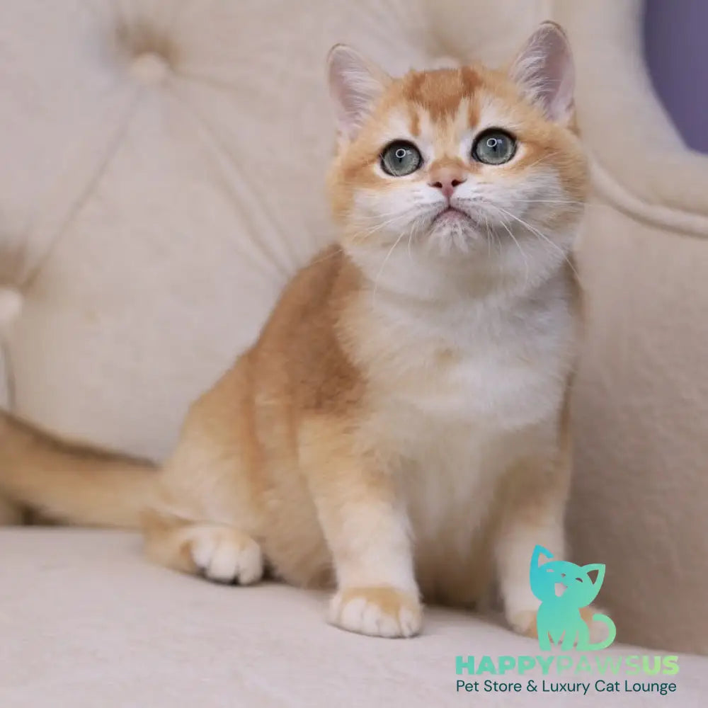 Unicum British Shorthair male black golden chinchilla - live animals