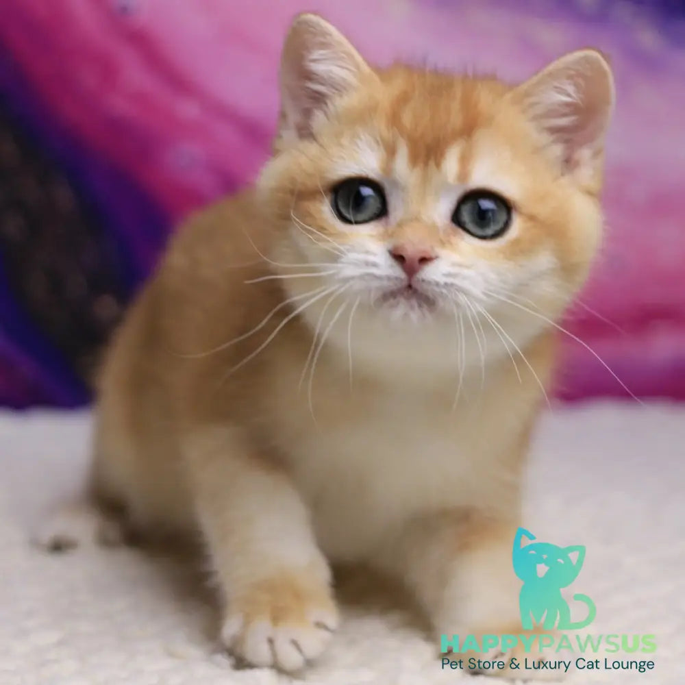 Unicum British Shorthair male black golden chinchilla - live animals