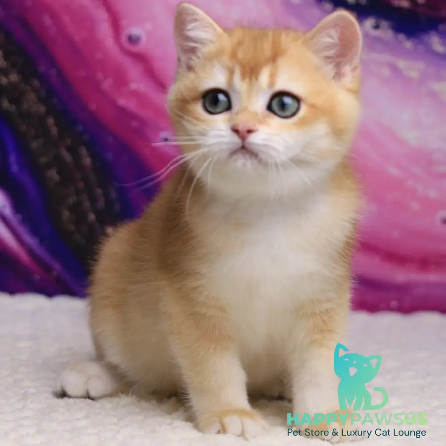 Unicum British Shorthair male black golden chinchilla - live animals