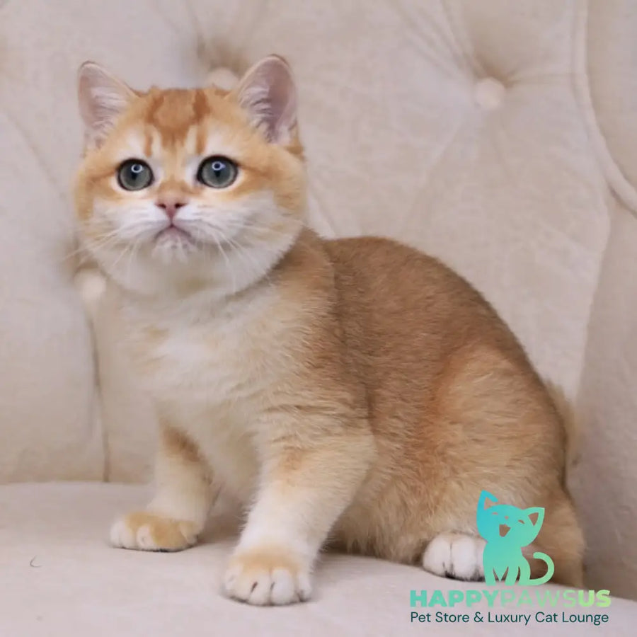 Unicum British Shorthair male black golden chinchilla - live animals