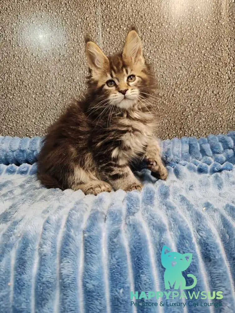 Unicum Maine Coon polydactyl male black tabby live animals