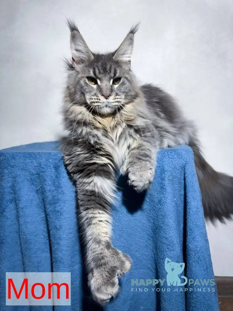 Unicum Maine Coon polydactyl male black tabby live animals