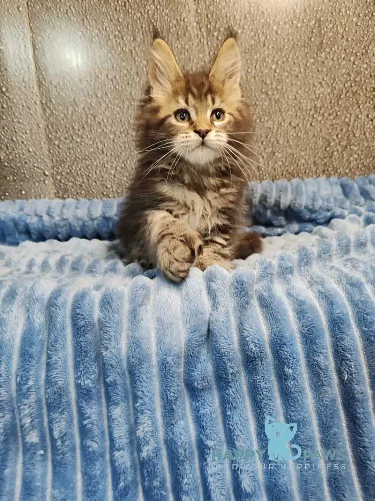 Unicum Maine Coon polydactyl male black tabby live animals