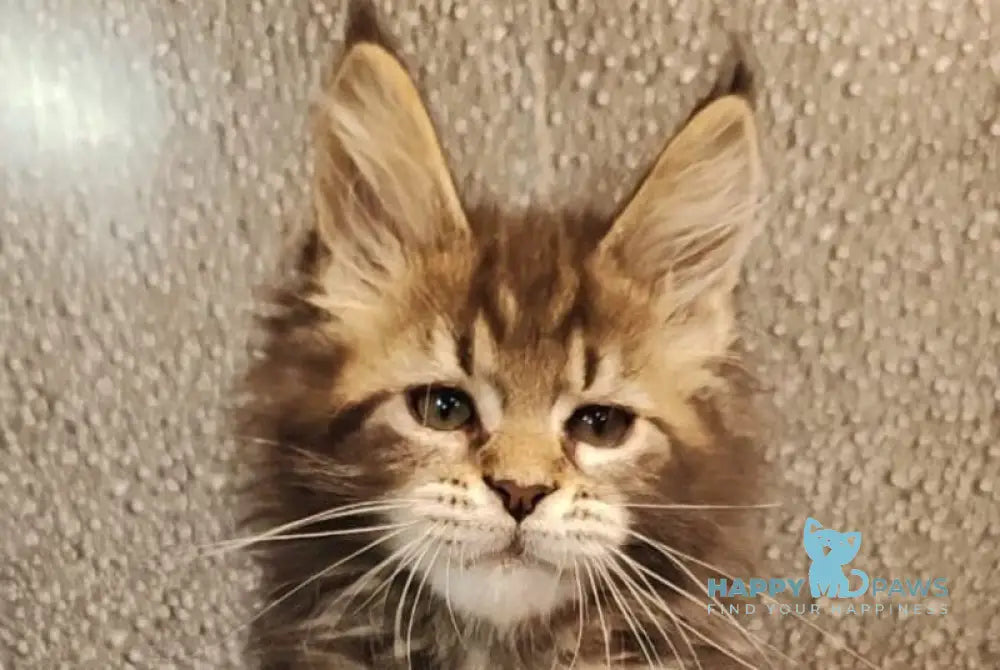 Unicum Maine Coon polydactyl male black tabby live animals