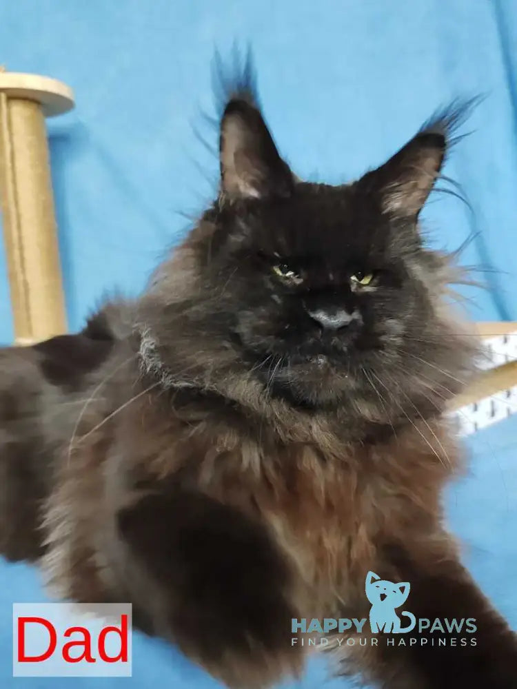 Unicum Maine Coon polydactyl male black tabby live animals