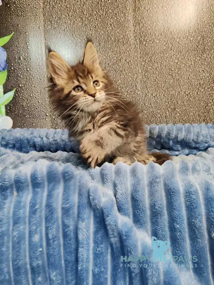 Unicum Maine Coon polydactyl male black tabby live animals