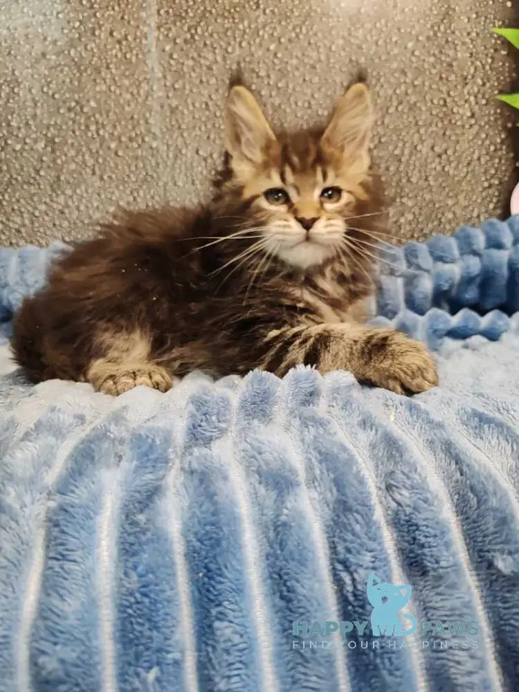 Unicum Maine Coon polydactyl male black tabby live animals