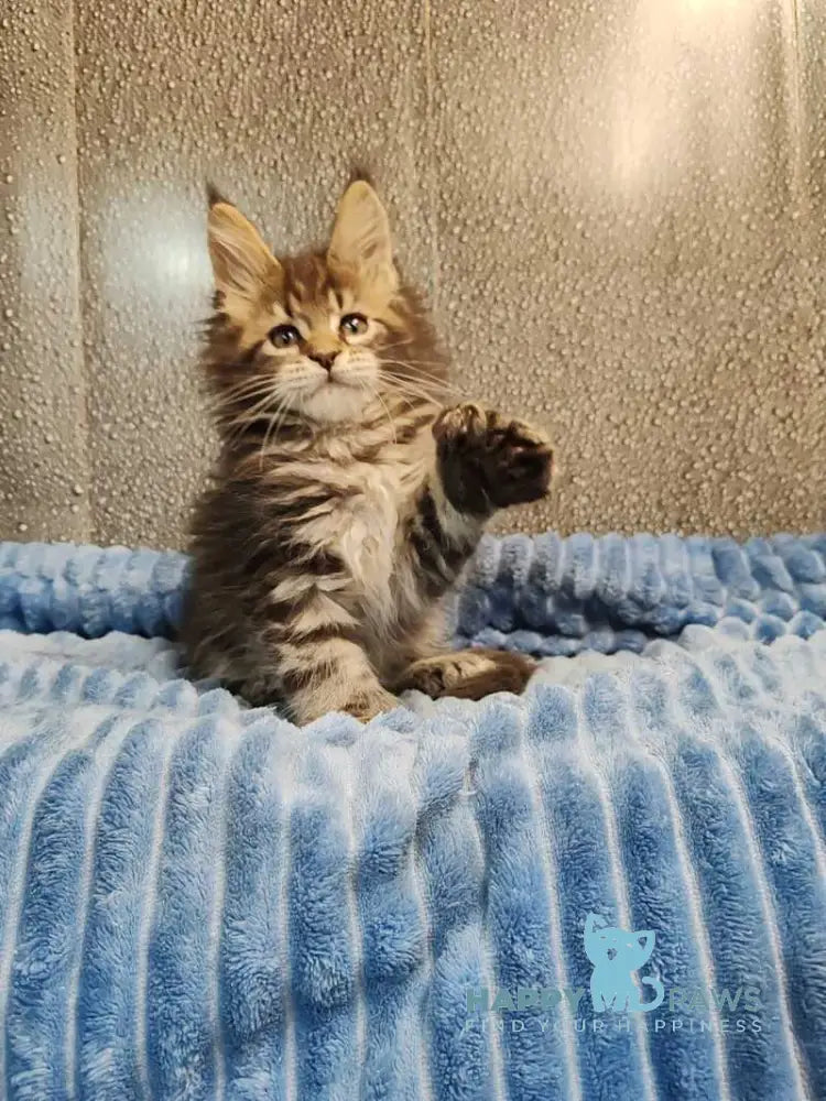 Unicum Maine Coon polydactyl male black tabby live animals