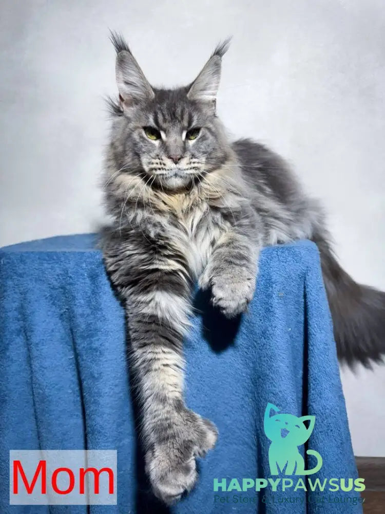 Unicum Maine Coon polydactyl male black tabby live animals