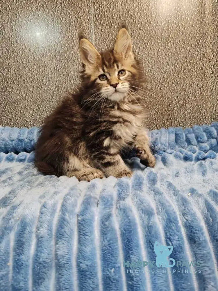 Unicum Maine Coon polydactyl male black tabby live animals