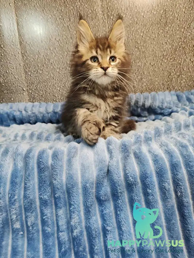 Unicum Maine Coon polydactyl male black tabby live animals