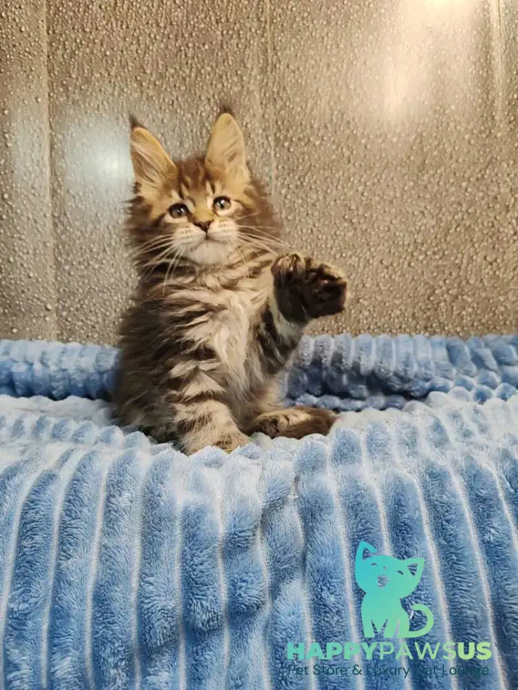Unicum Maine Coon polydactyl male black tabby live animals