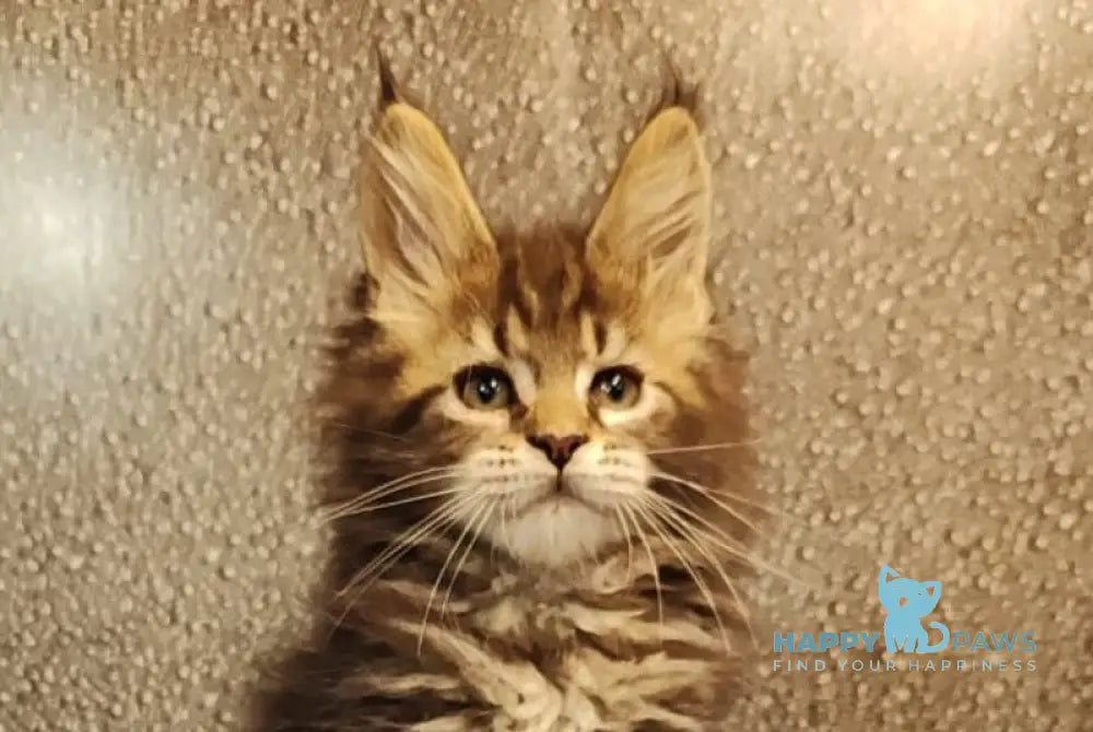 Unicum Maine Coon polydactyl male black tabby live animals