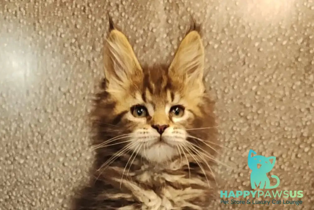 Unicum Maine Coon polydactyl male black tabby live animals