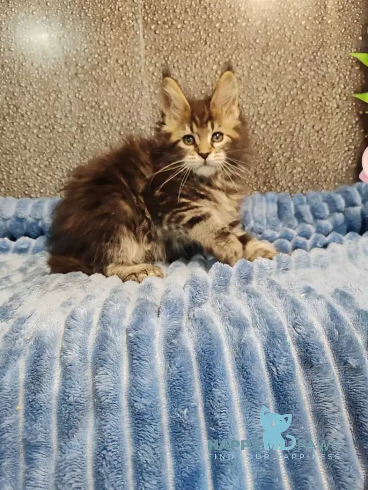 Unicum Maine Coon polydactyl male black tabby live animals