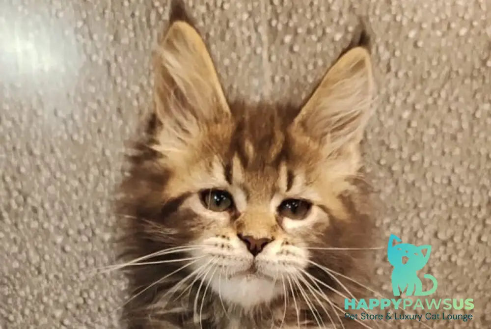 Unicum Maine Coon polydactyl male black tabby live animals