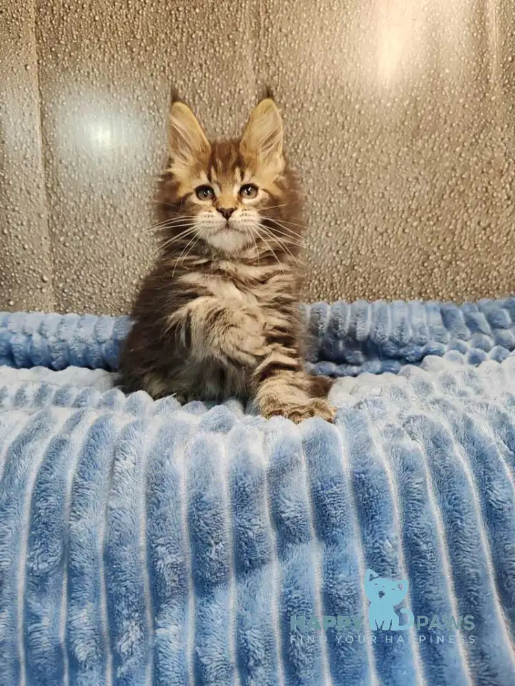 Unicum Maine Coon polydactyl male black tabby live animals