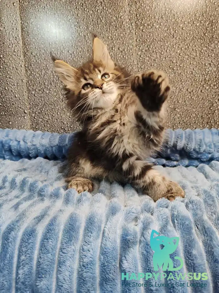 Unicum Maine Coon polydactyl male black tabby live animals