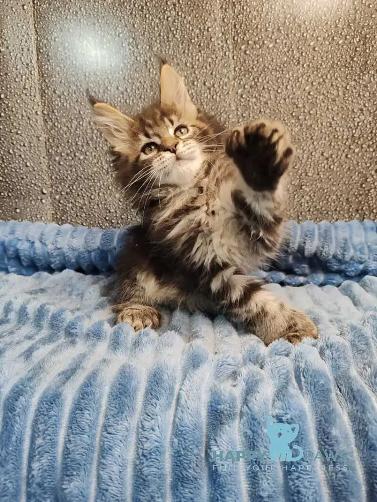 Unicum Maine Coon polydactyl male black tabby live animals