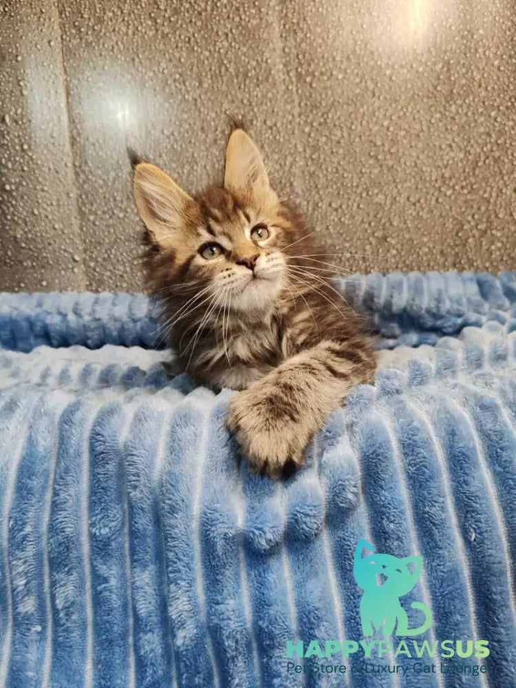Unicum Maine Coon polydactyl male black tabby live animals
