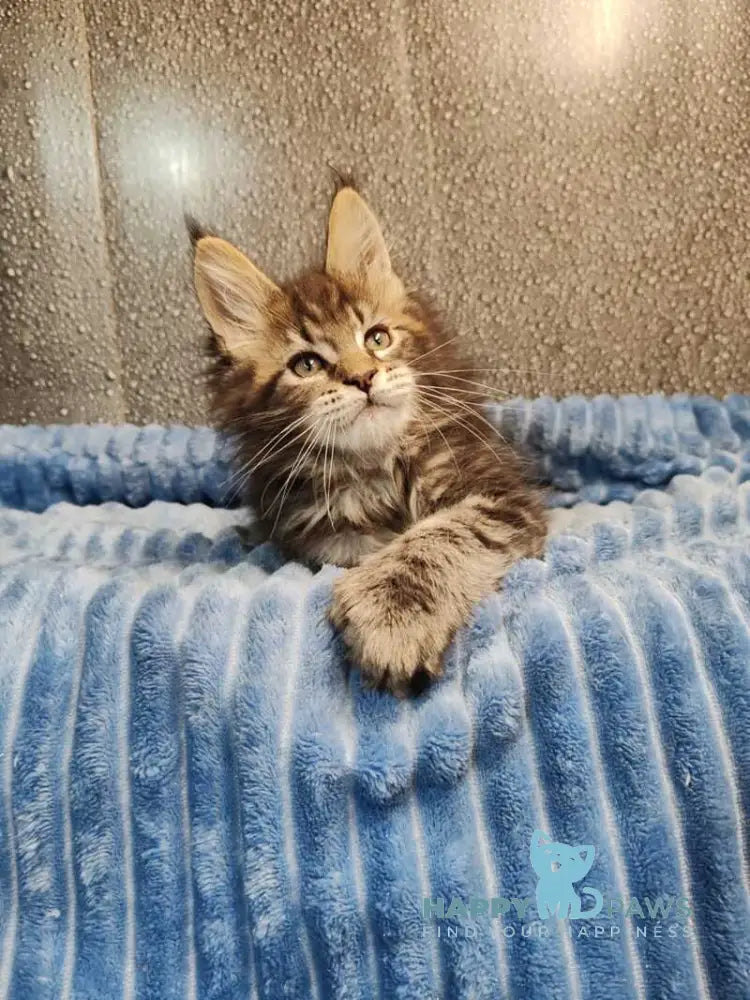 Unicum Maine Coon polydactyl male black tabby live animals