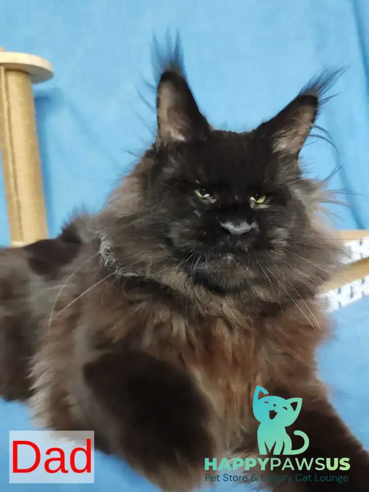 Unicum Maine Coon polydactyl male black tabby live animals