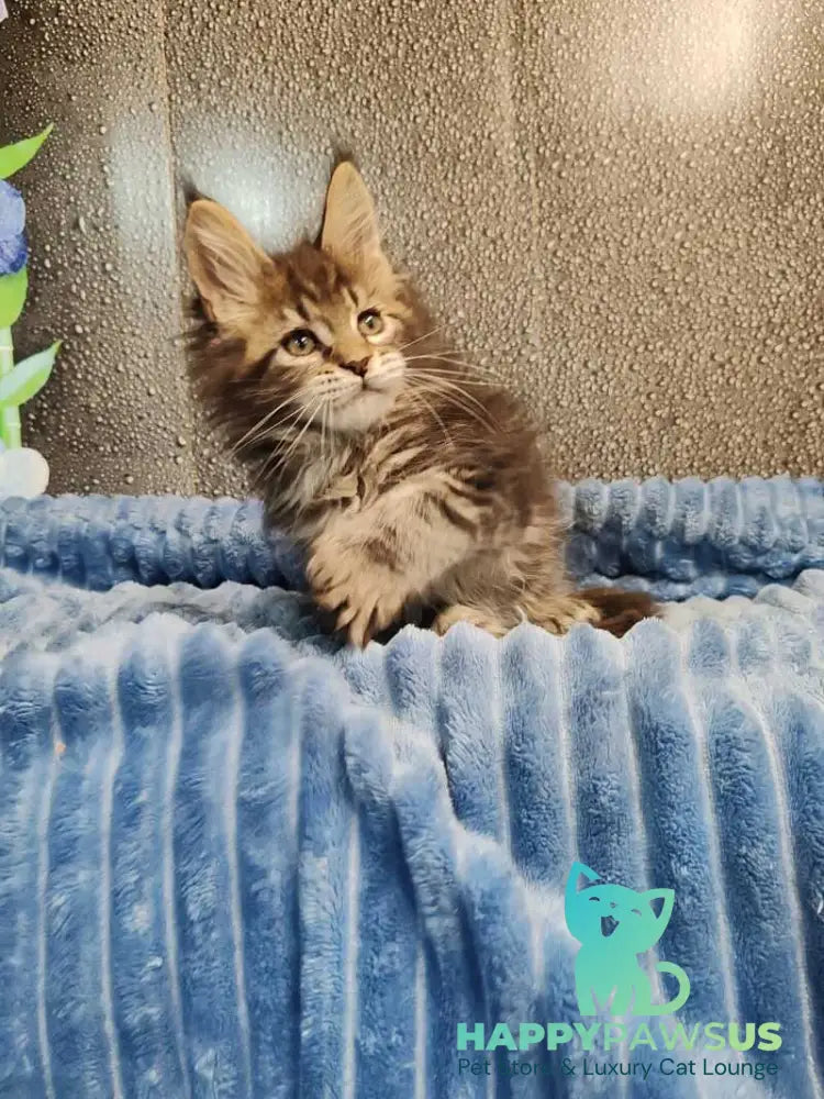 Unicum Maine Coon polydactyl male black tabby live animals