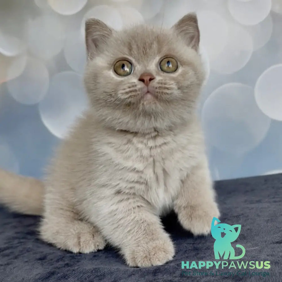 Unik British Shorthair male fawn - live animals