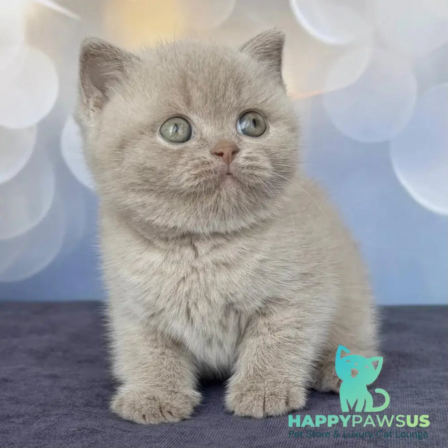 Unik British Shorthair male fawn - live animals