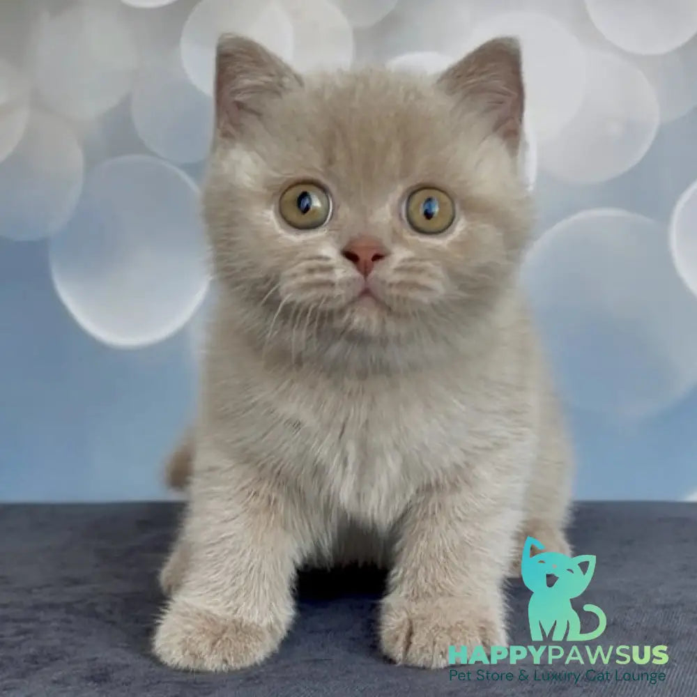 Unik British Shorthair male fawn - live animals